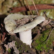 Image of Russula iterika Grgur. 1997