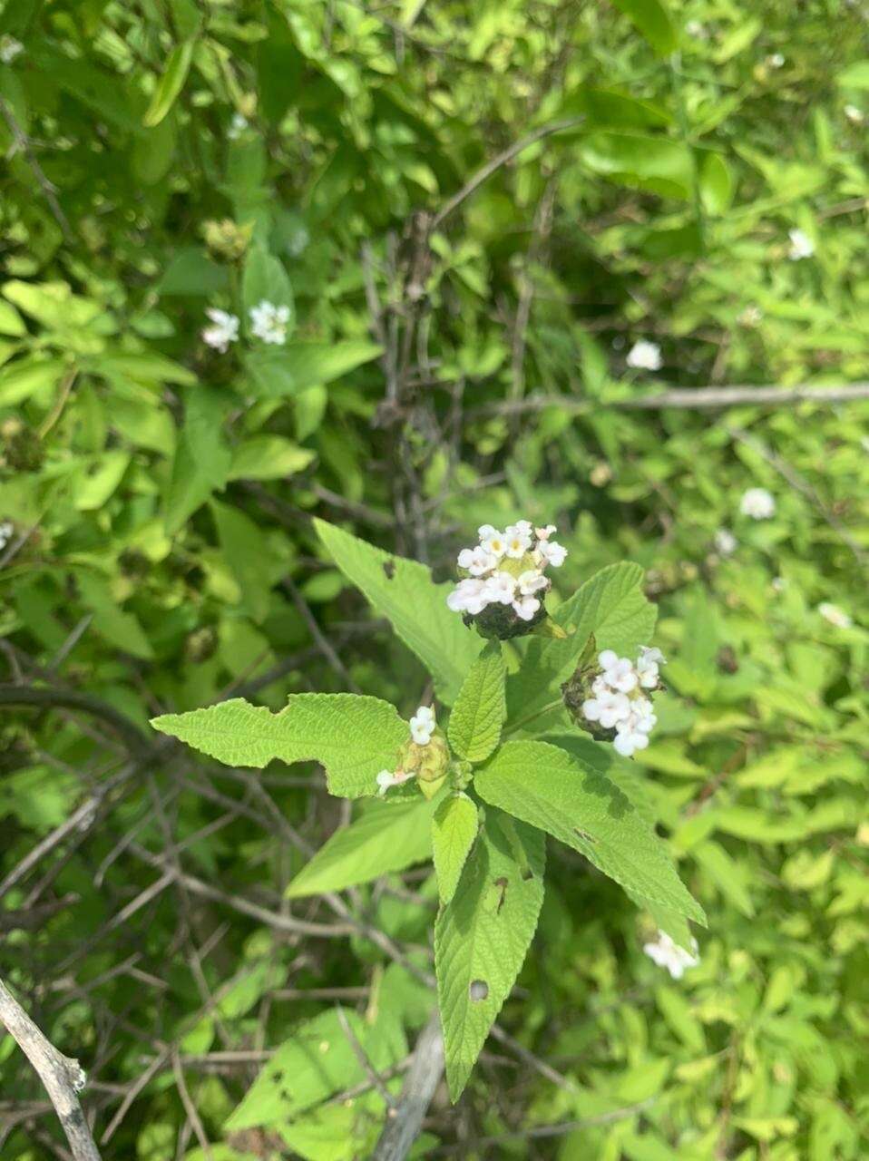 Plancia ëd Lantana sprucei Hayek