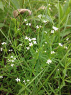 Galium tinctorium L. resmi