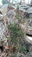 Image of Pultenaea gunnii subsp. tuberculata