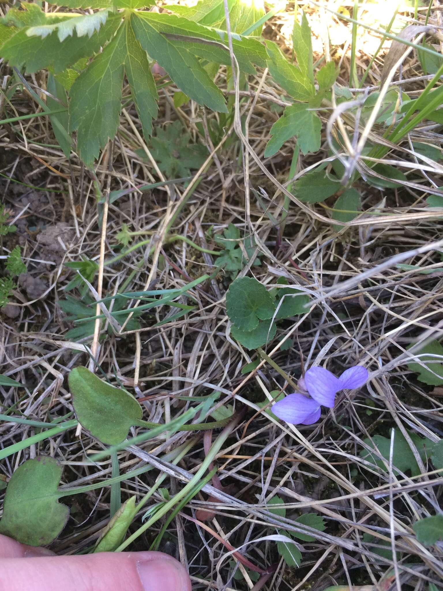 Viola communis Pollard resmi