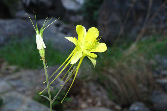 Image of longspur columbine