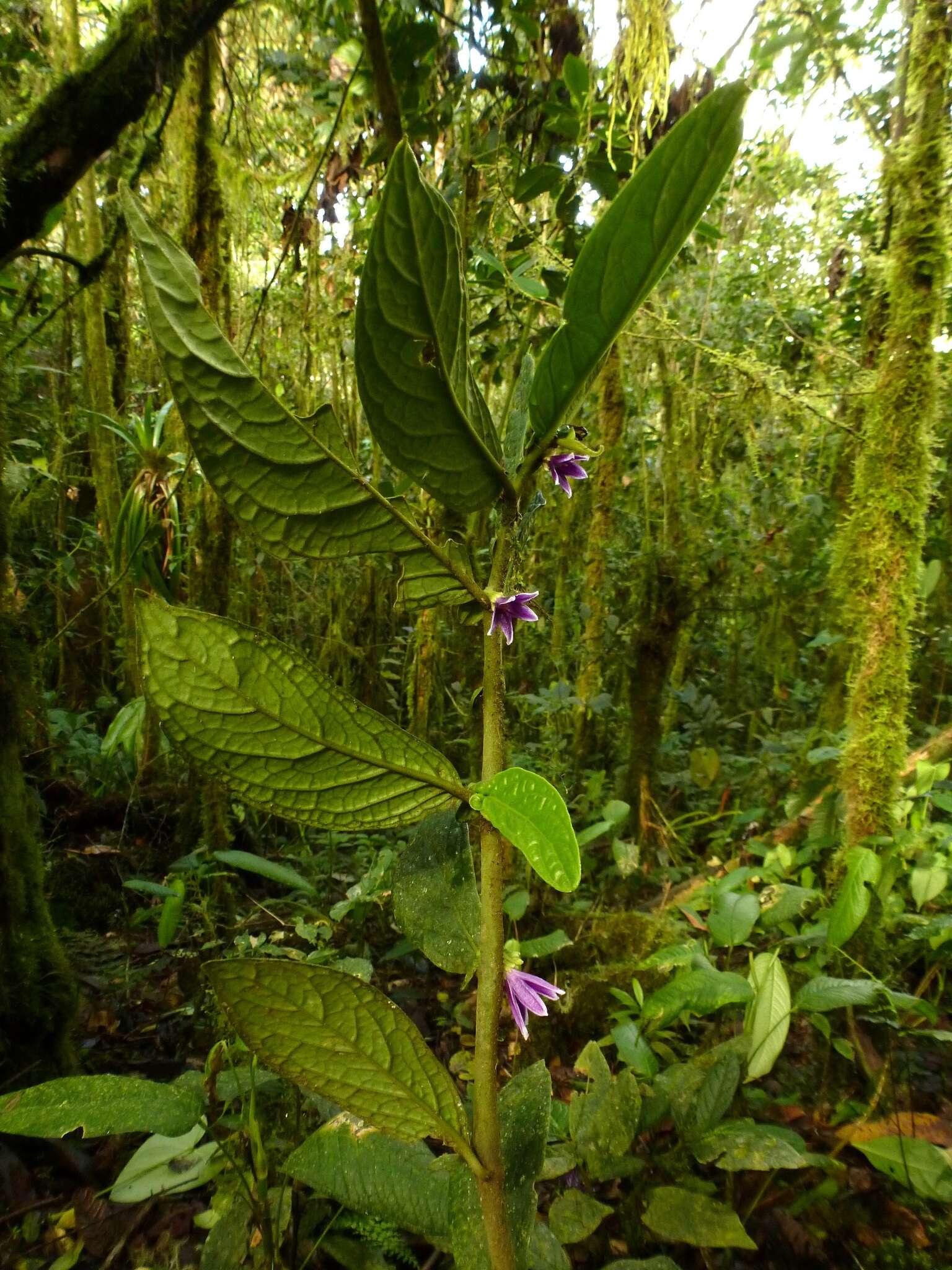 Image of Cuatresia harlingiana A. T. Hunziker