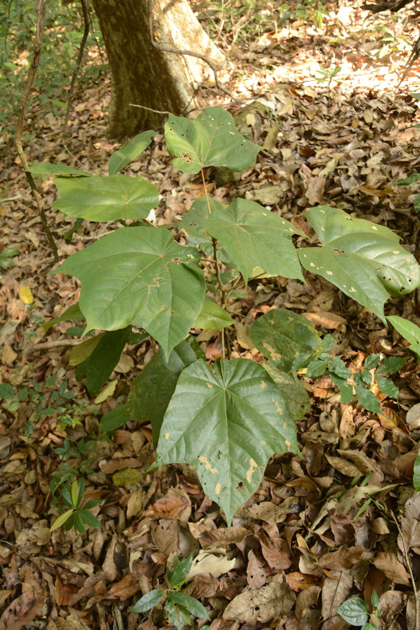 Image of Pterospermum diversifolium Bl.