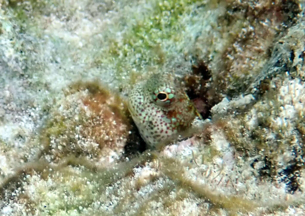 Image of Hump-headed Blenny