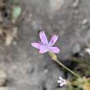 Image of Dianthus charidemi Pau