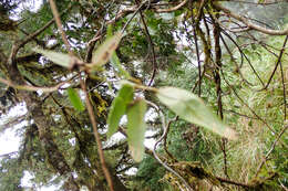 Imagem de Akebia trifoliata subsp. australis (Diels) Shimizu