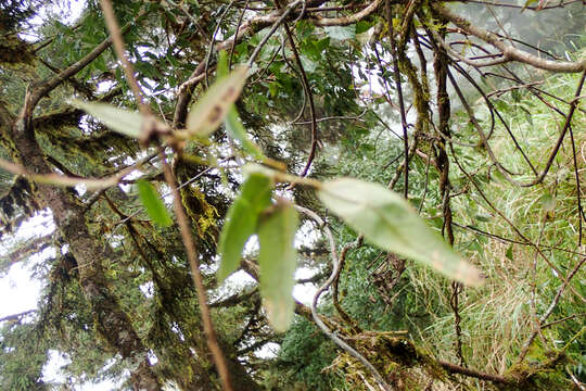 Image of Akebia trifoliata subsp. australis (Diels) Shimizu