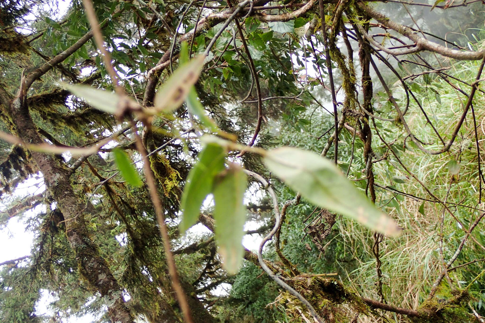 Imagem de Akebia trifoliata subsp. australis (Diels) Shimizu