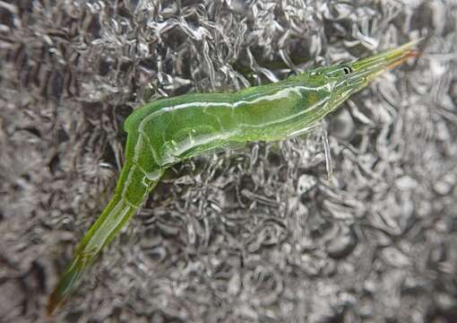 Image of kelp humpback shrimp