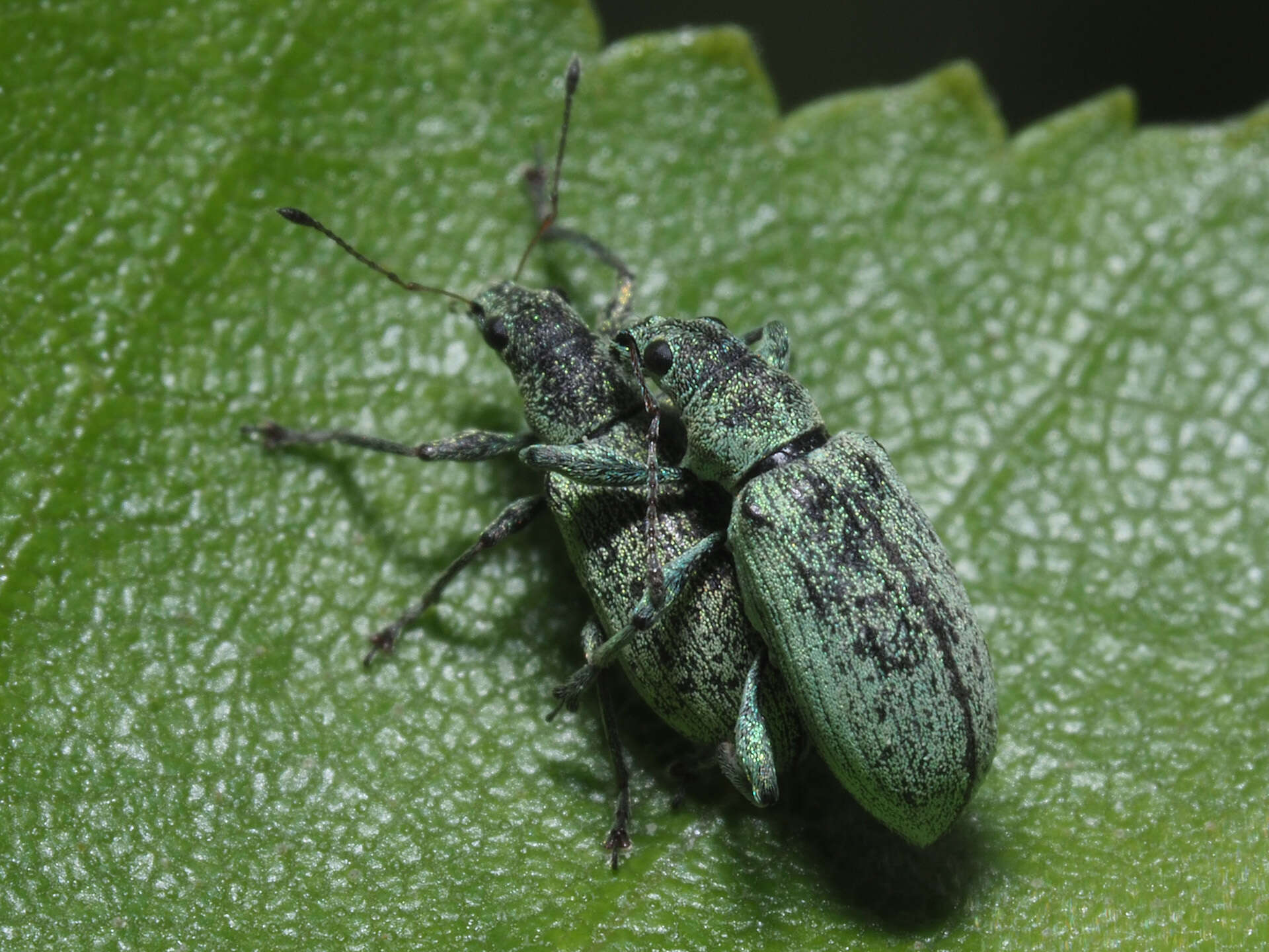 Polydrusus (Eurodrusus) cervinus (Linnaeus 1758) resmi