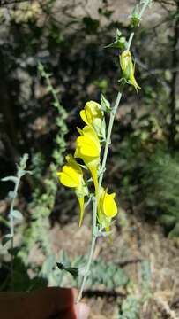 Plancia ëd Linaria dalmatica (L.) Mill.