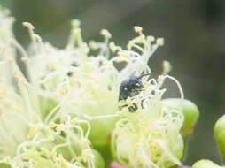 Image of Hylaeus philoleucus (Cockerell 1910)