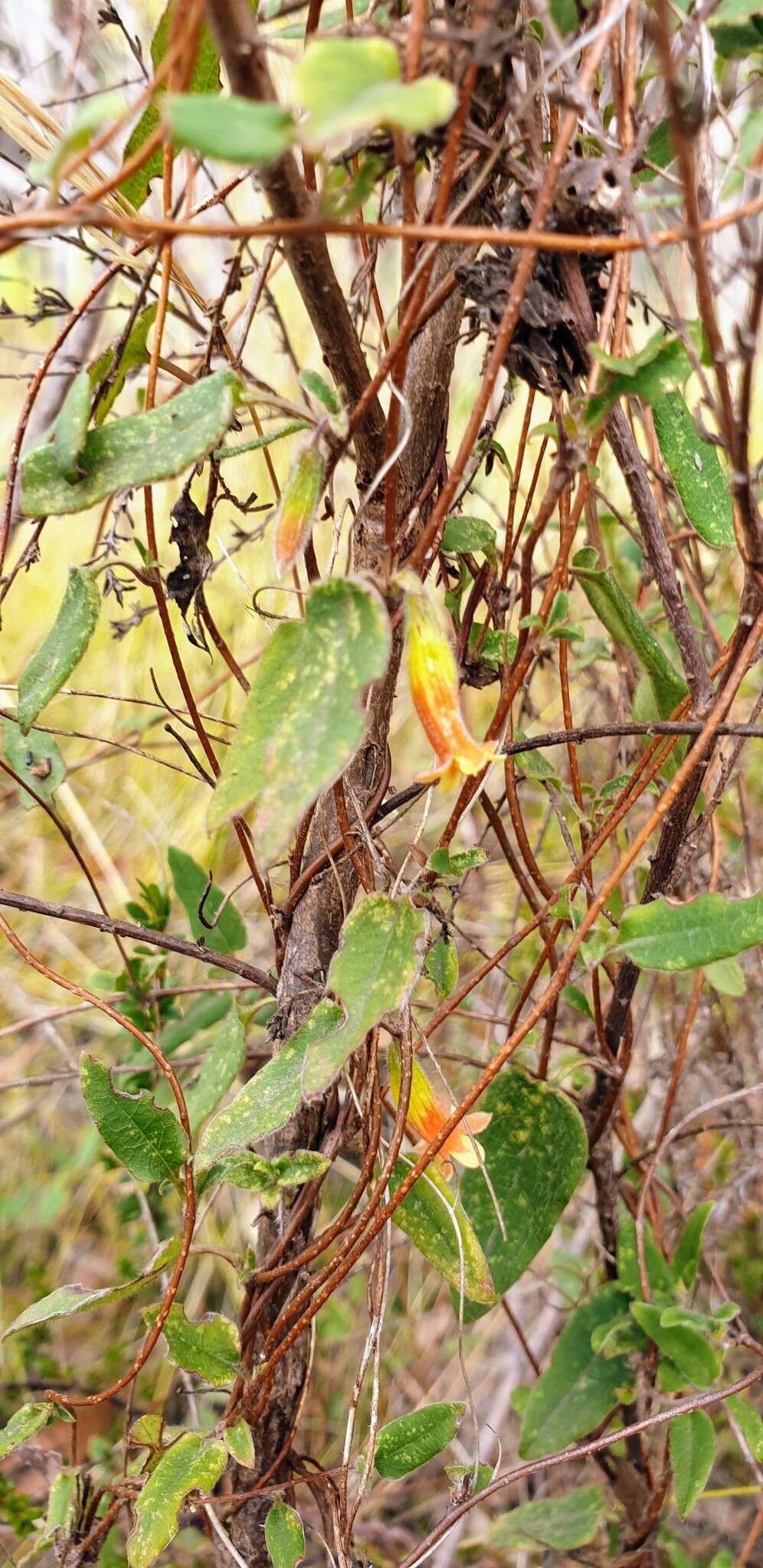 Слика од Marianthus bignoniaceus F. Müll.