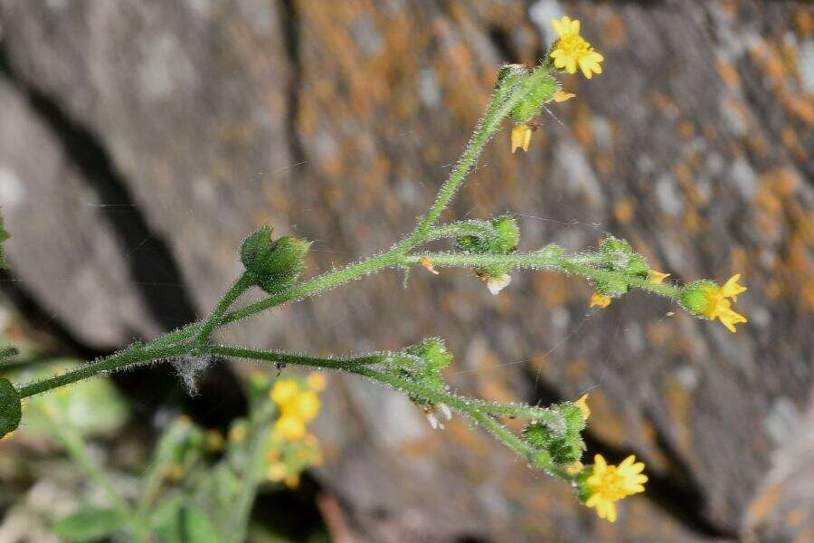 Image of Trigonospermum annuum Mc Vaugh & Laskowski