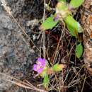 Image de Osbeckia zeylanica L. fil.