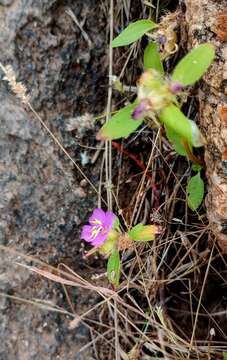 Osbeckia zeylanica L. fil.的圖片