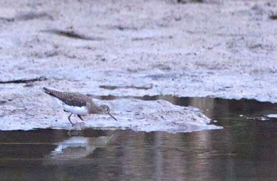 Image of Solitary Sandpiper