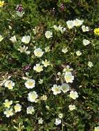 Image of white meadowfoam