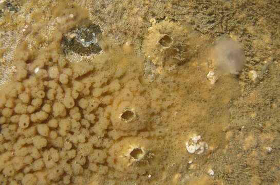 Image of slime membrane sponge