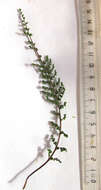 Image of Cheilanthes hirta Sw.