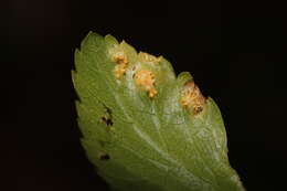 Imagem de Puccinia smyrnii Biv. 1816