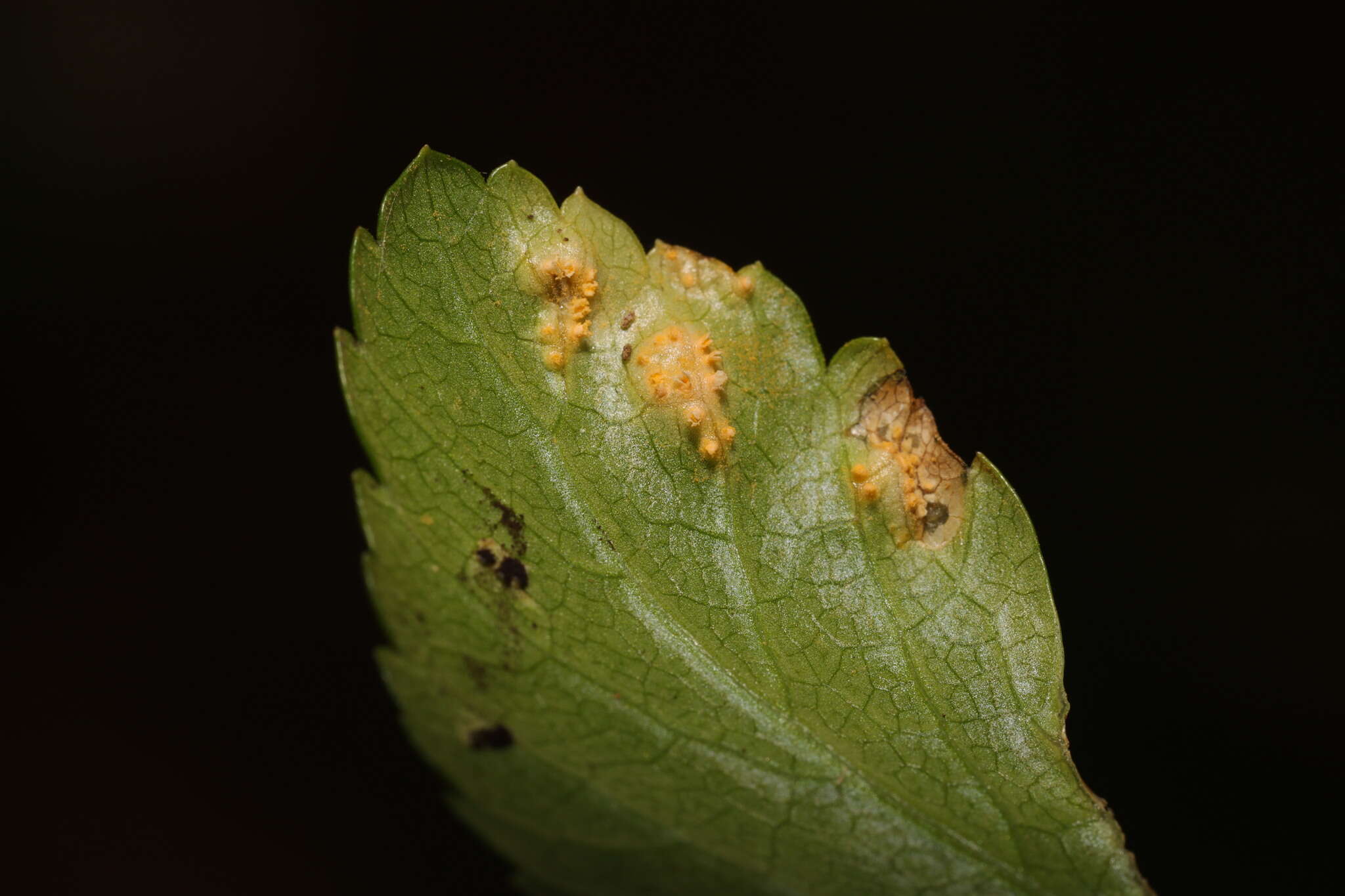 Image of Puccinia smyrnii Biv. 1816