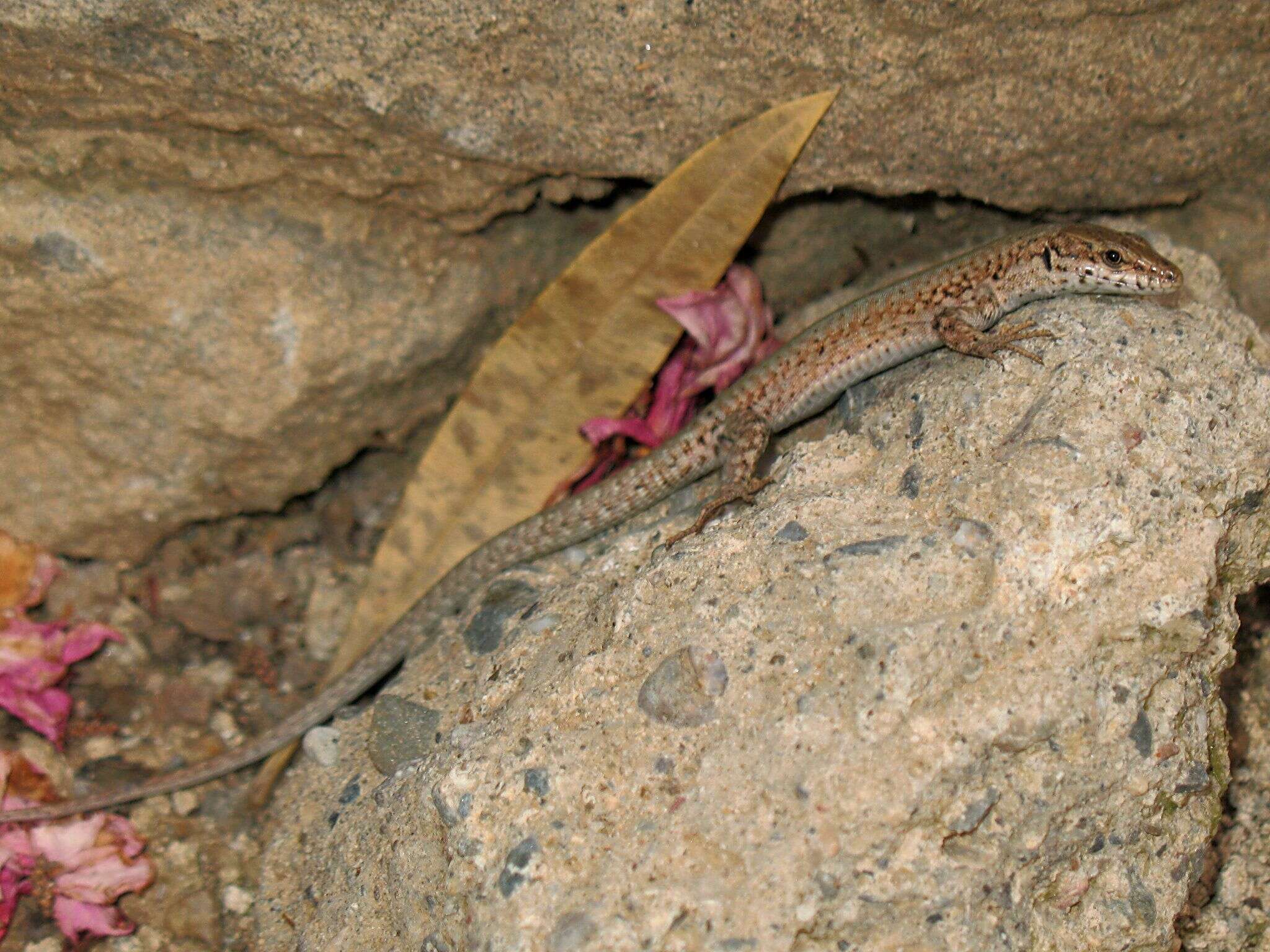 Image of Columbretes Wall Lizard