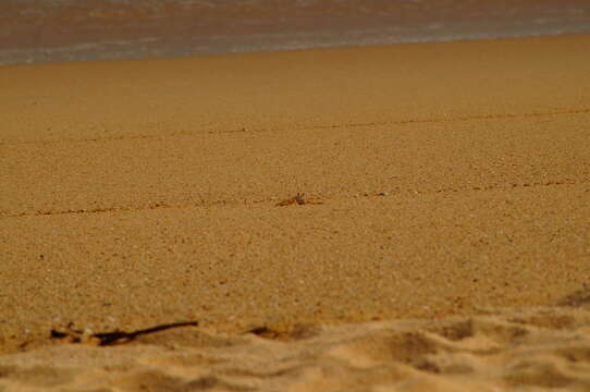 Image of Gulf ghost crab