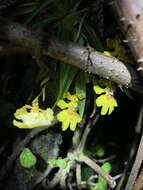 Image of Erycina crista-galli (Rchb. fil.) N. H. Williams & M. W. Chase