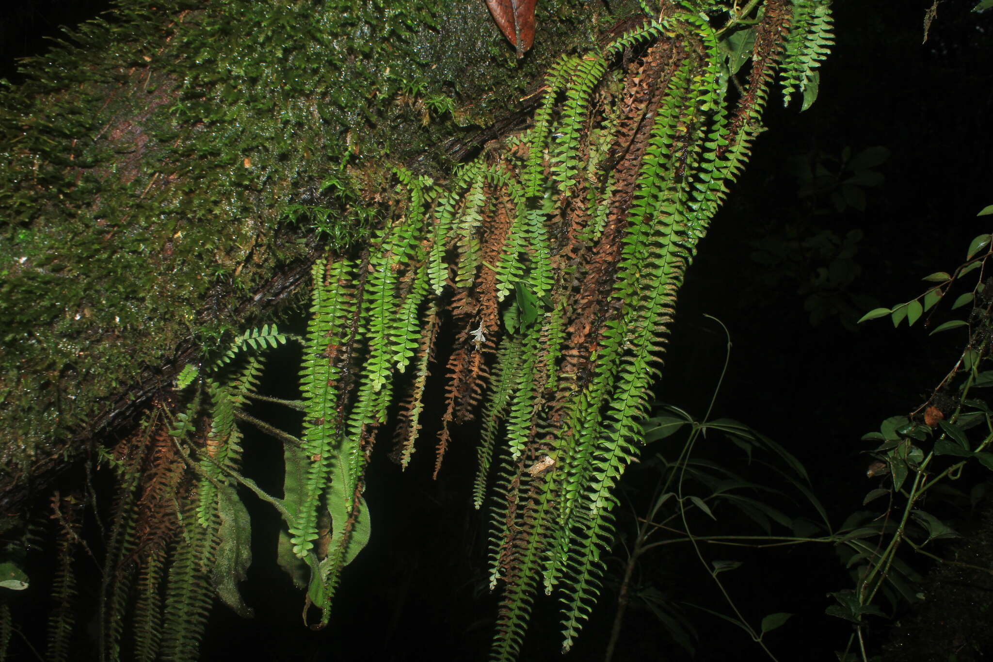 Image of scaly dwarf polypody