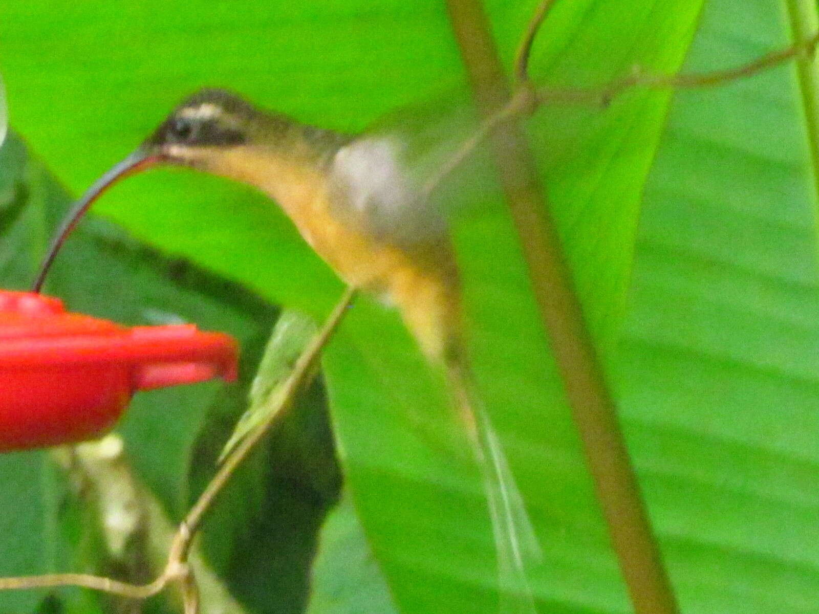 Image of Tawny-bellied Hermit