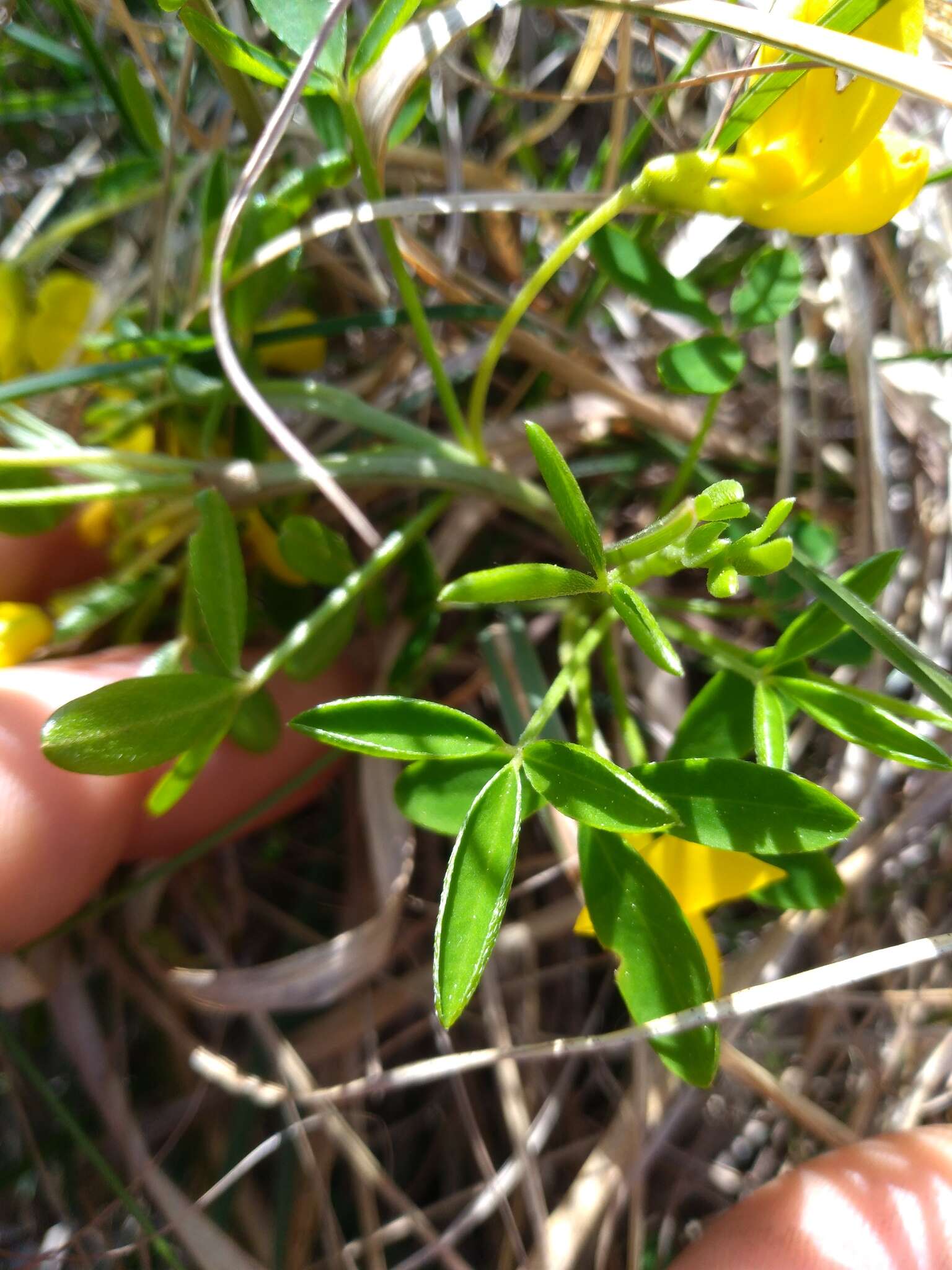 Image of Cytisus emeriflorus Rchb.