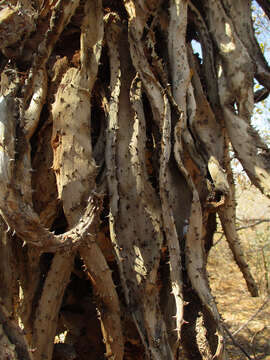 Image of Mountain aloe