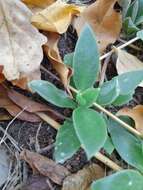 Imagem de Delosperma tradescantioides (Berg.) L. Bol.