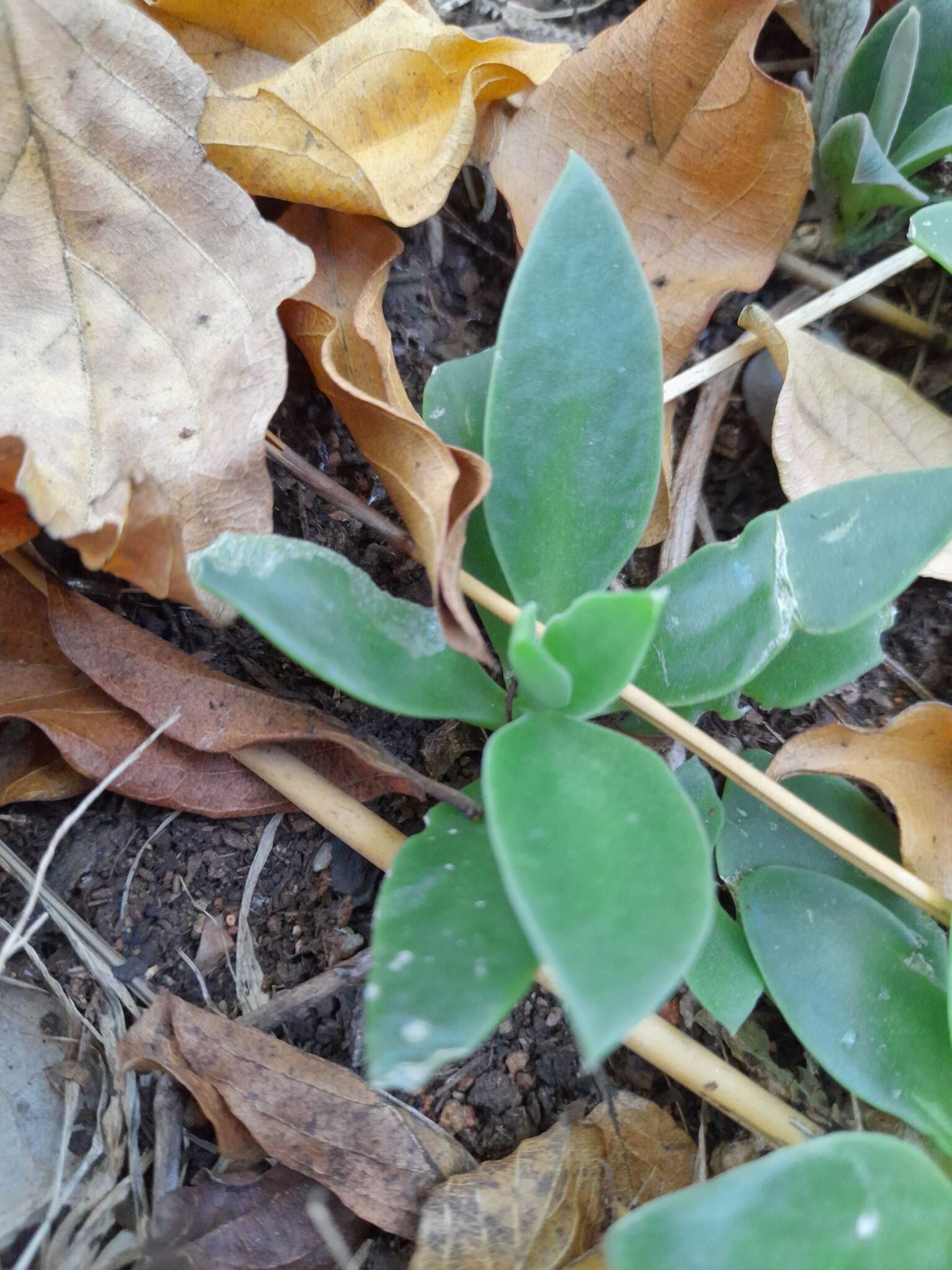 Imagem de Delosperma tradescantioides (Berg.) L. Bol.