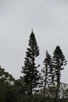 Image of New Caledonia pine