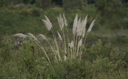 Plancia ëd Cortaderia selloana (Schult. & Schult. fil.) Asch. & Graebn.