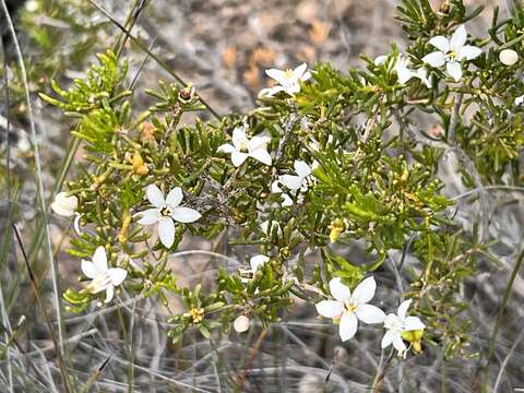 Image of Philotheca fitzgeraldii (C. R. P Andrews) Paul G. Wilson