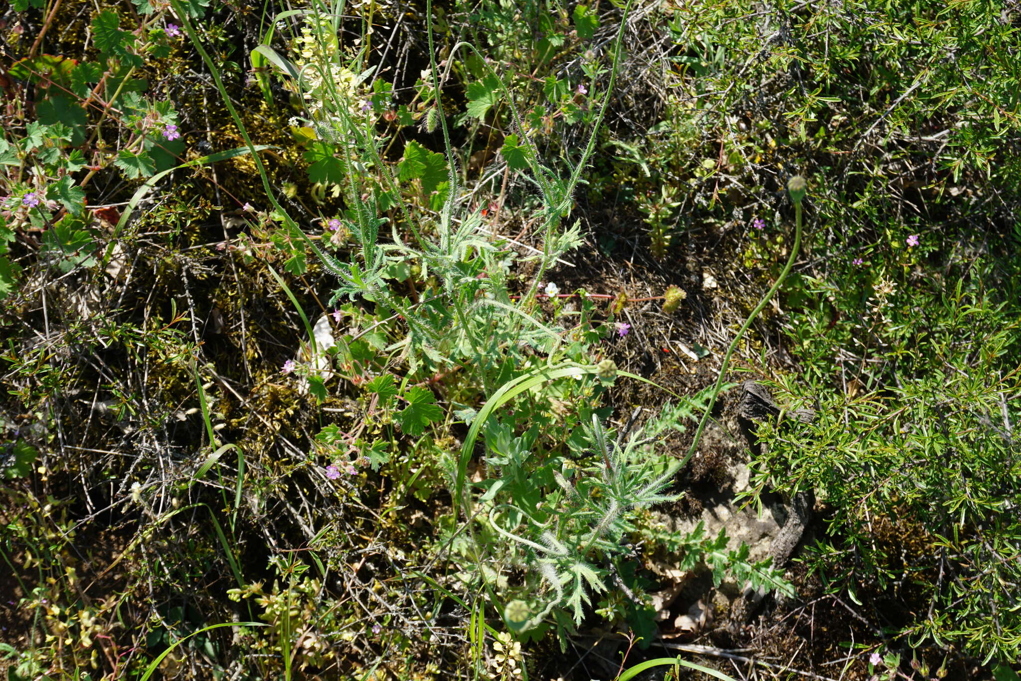 Image of Papaver dubium subsp. stevenianum (Mikheev) Kubat & Siposova