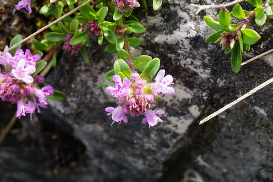 Image of Thymus odoratissimus Mill.