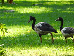 Image of magpie-goose