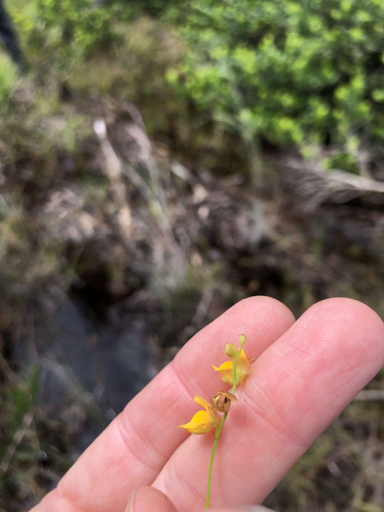 Sivun Utricularia simulans Pilg. kuva