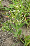 صورة Miraglossum pulchellum (Schltr.) F. K. Kupicha