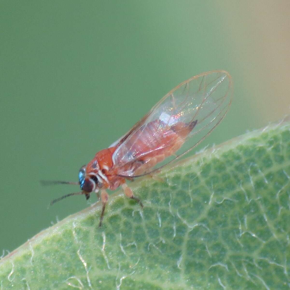 Image of Metatrioza neotriozella Caldwell 1944