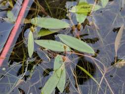 Image of Snail-Seed Pondweed