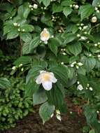 Imagem de Philadelphus coronarius L.