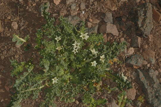 Image de Jaborosa caulescens Gill. & Hook.