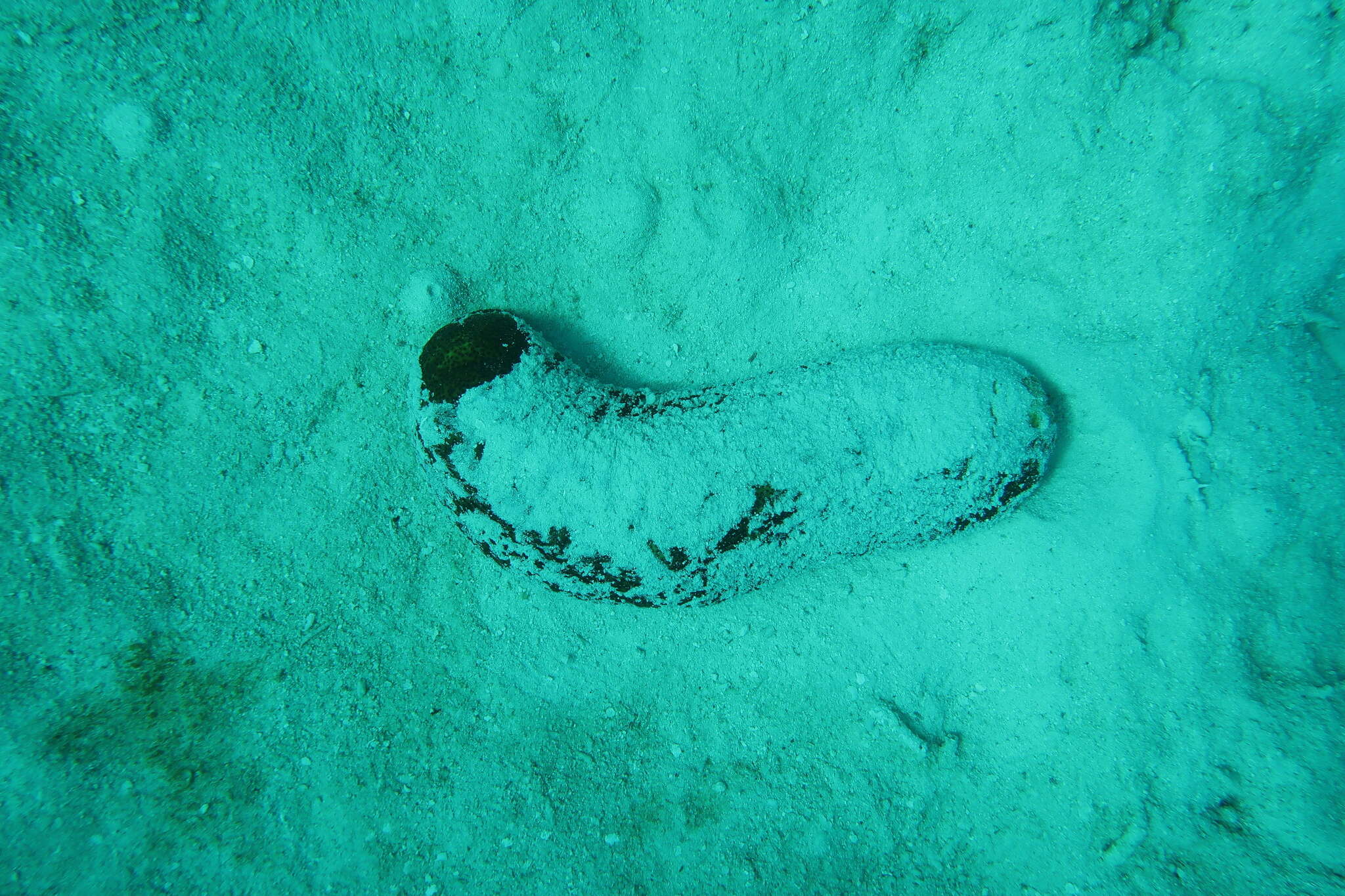 Image of Brown Sandfish