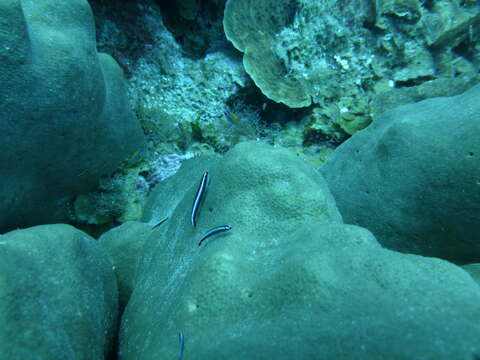 Image of Olive Chromis